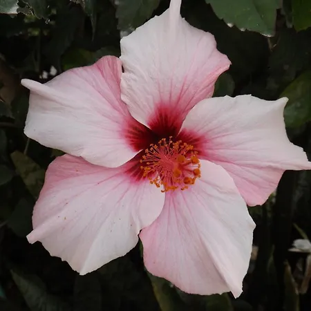 펜션 Casa Pinheiromar