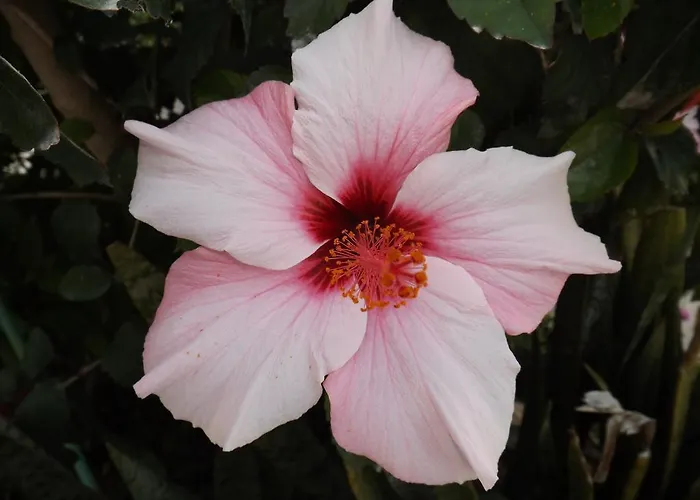 펜션 Casa Pinheiromar